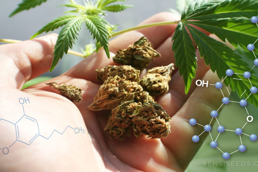 THCV – The Uncommon Cannabinoid Many People Don’t Know About