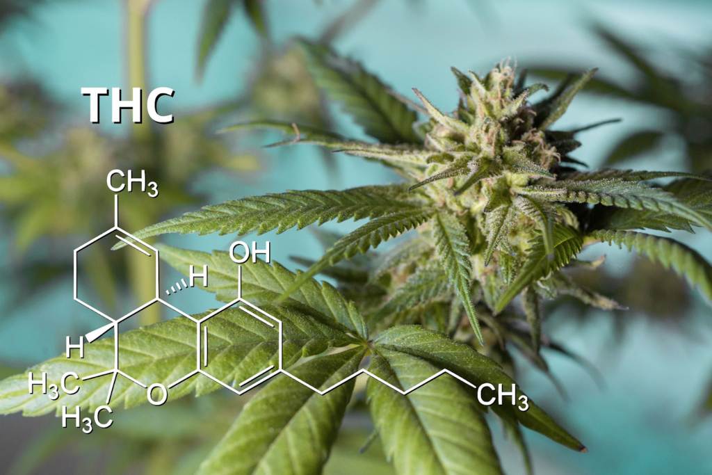 How Strong is THC-P North Carolina Compared to THC?